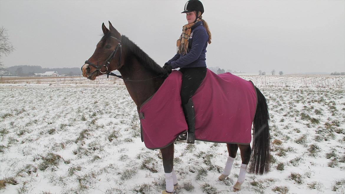 DSP Møgelholtgårds Kiss Me billede 13