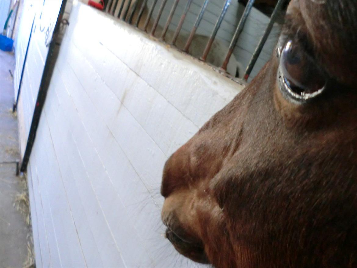 Anden særlig race Felix - Elsker bare det billede! Bedste vikel EVER<33 billede 2