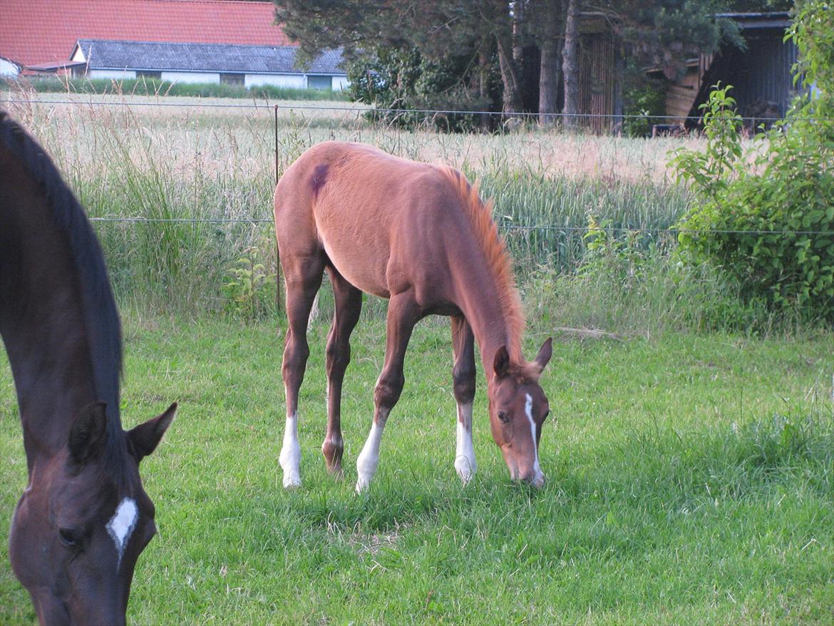 Palomino Dinah Divine billede 20