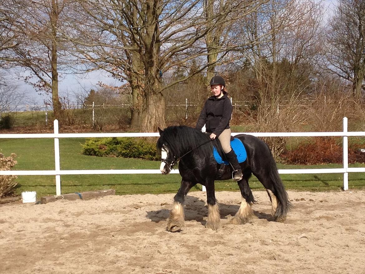 Irish Cob Hauges Benn The Blagdon  billede 1