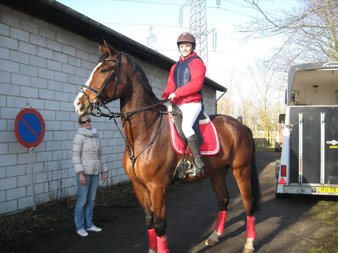 Dansk Varmblod Herkules billede 17