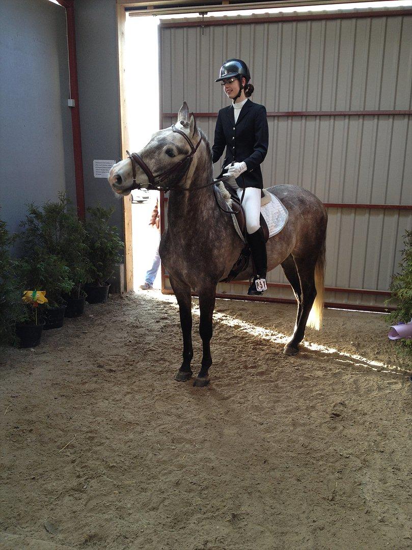 Pura Raza Española Campanero *Æseløre* billede 19