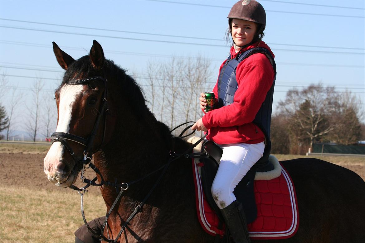 Dansk Varmblod Herkules billede 18