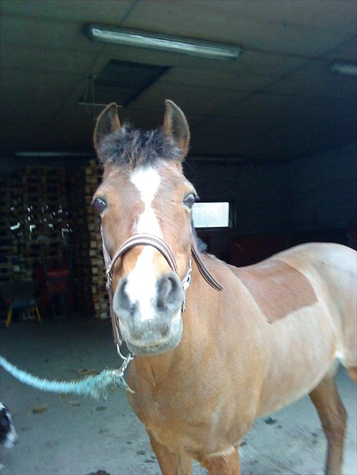 DSP Miss Tøsen *red* billede 3