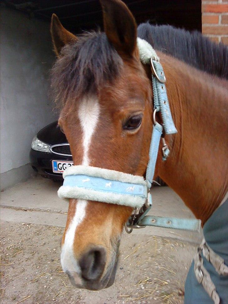 DSP Miss Tøsen *red* billede 9