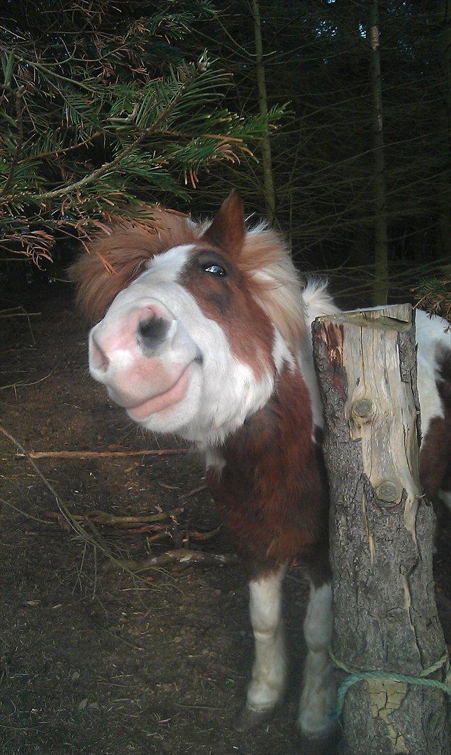 Anden særlig race Sir Ibrahim.  billede 1