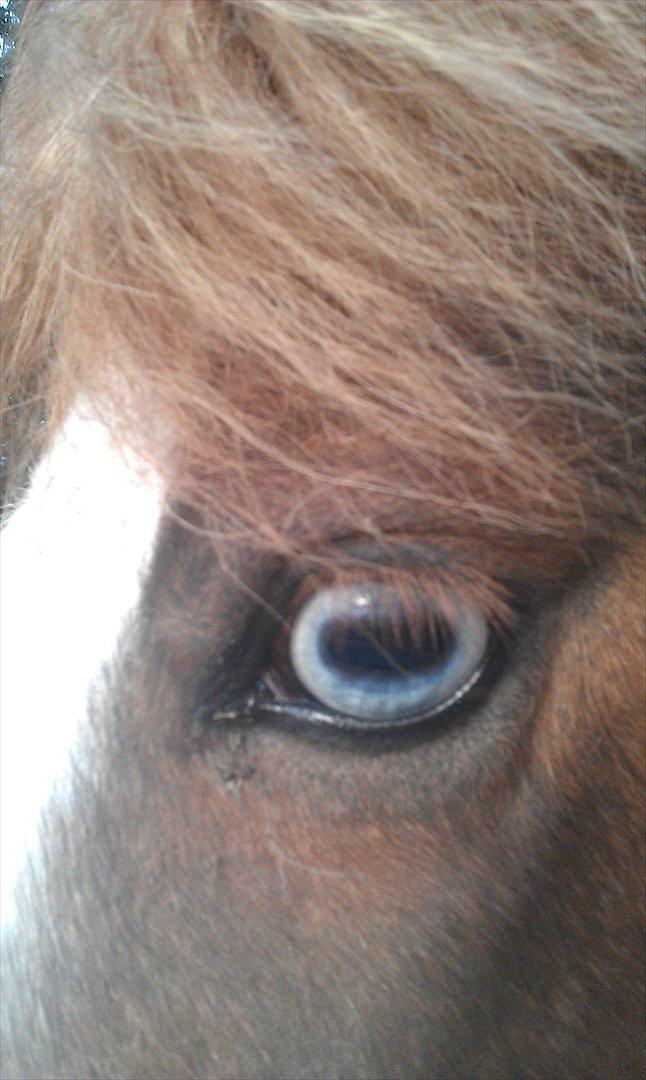 Anden særlig race Sir Ibrahim.  billede 2