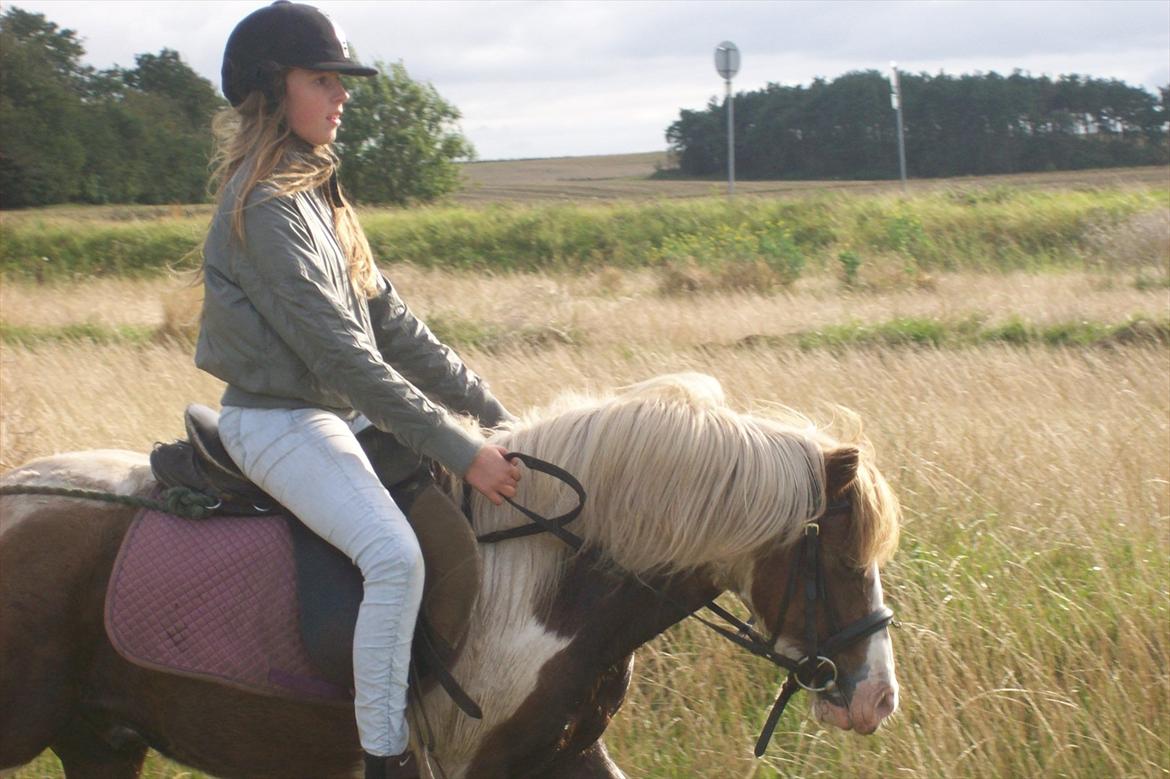 Anden særlig race Sir Ibrahim.  billede 4