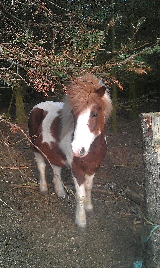 Anden særlig race Sir Ibrahim.  billede 5