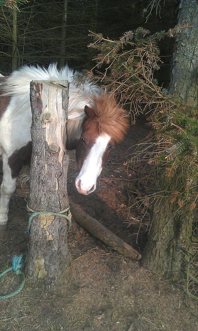 Anden særlig race Sir Ibrahim.  billede 6