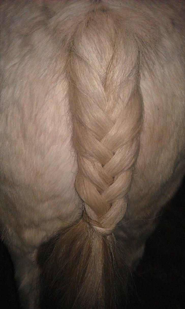 Anden særlig race Sir Ibrahim.  billede 7