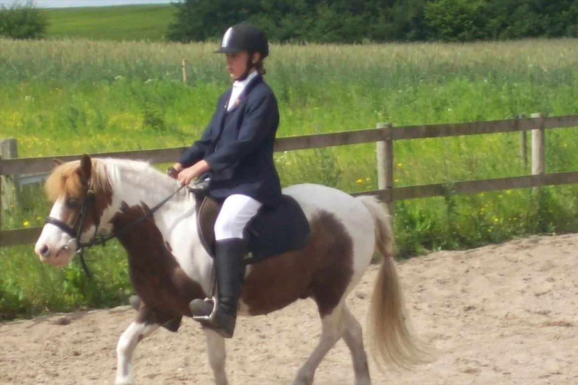 Anden særlig race Sir Ibrahim.  billede 11