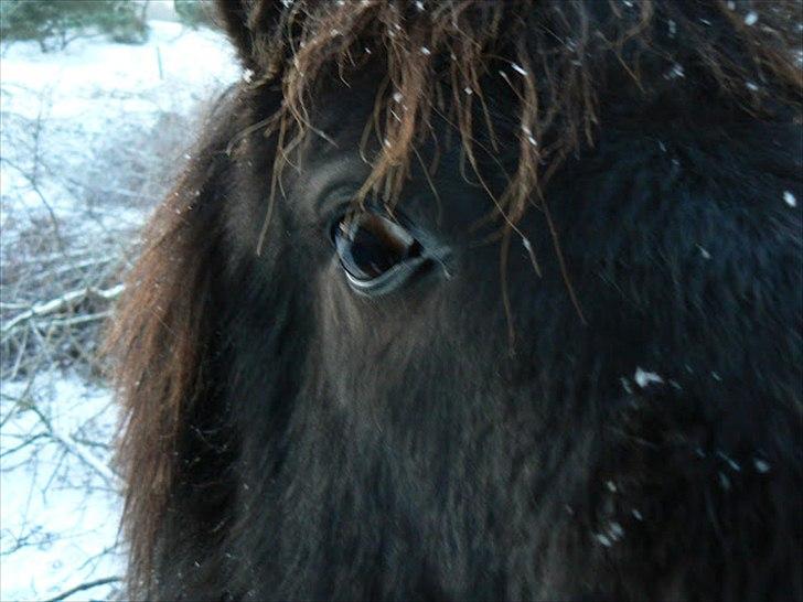 Islænder Rökkvi  fra Skarholt (passer) - Smååkke<3 billede 9