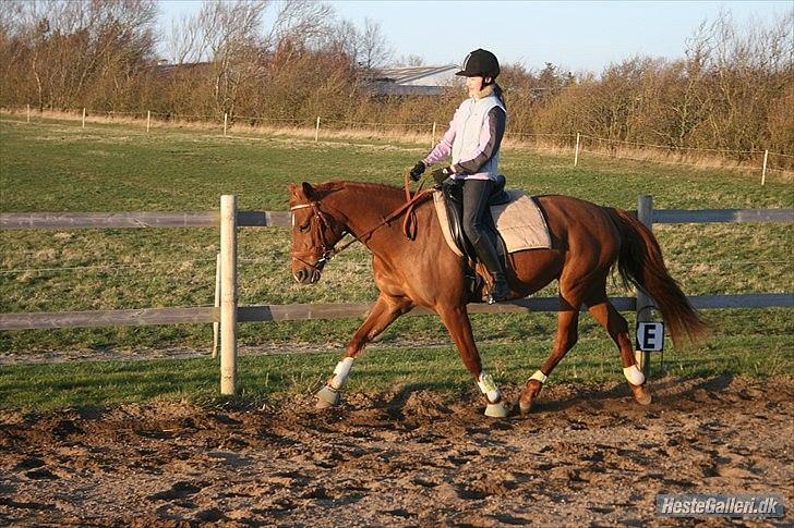 Anden særlig race Ponygården's Megara - "Før du giver slip, så husk lige hvorfor du holdte fast" 
Foto: Marianne:) billede 12