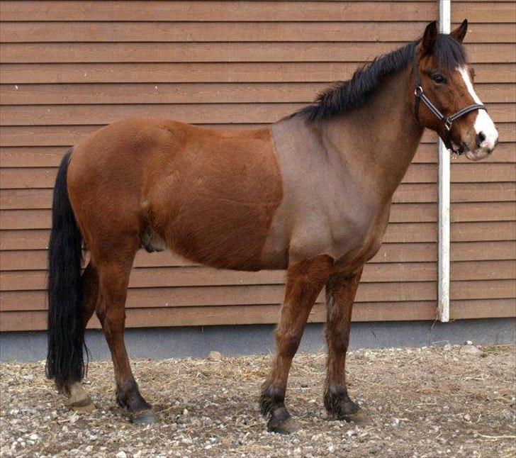 New Forest Cocio (Solgt) - Fine pony! <3 billede 12