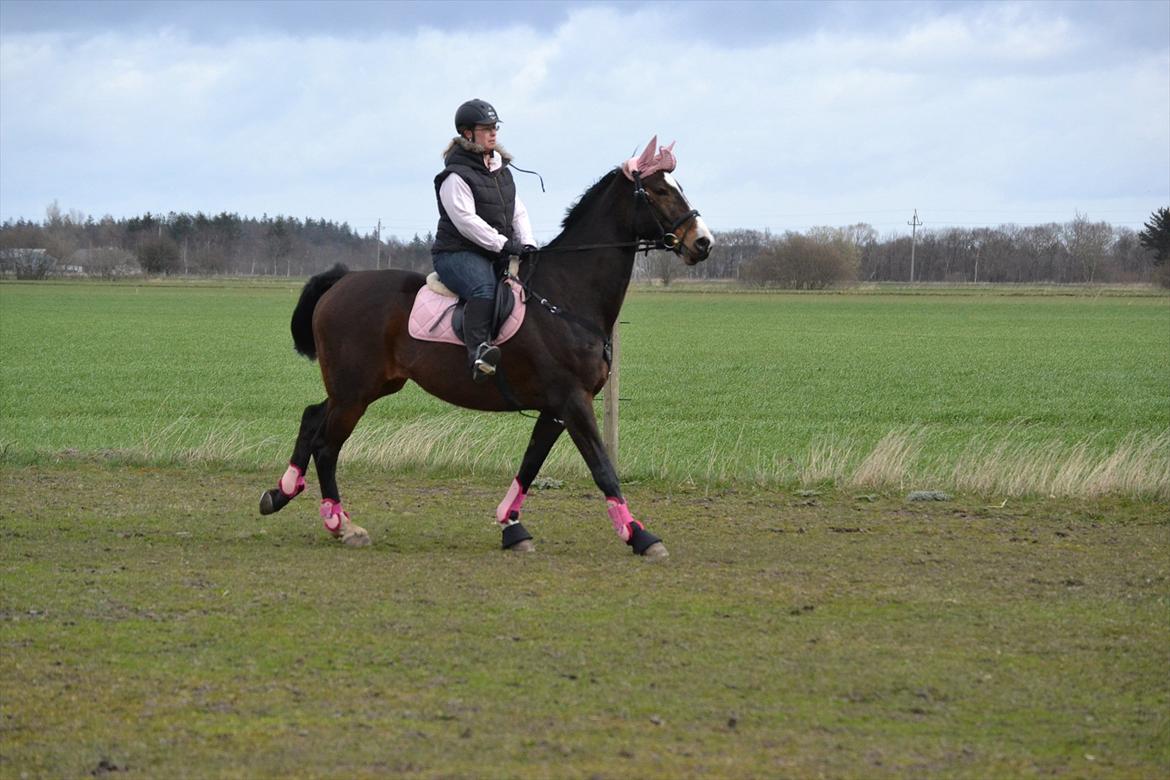 Zangersheide Cindy Alfarvad Z - Foto: Line Mortensen billede 2