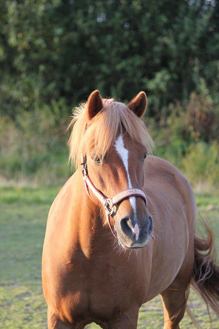 Anden særlig race Højvangen´s Lukas<3 billede 1