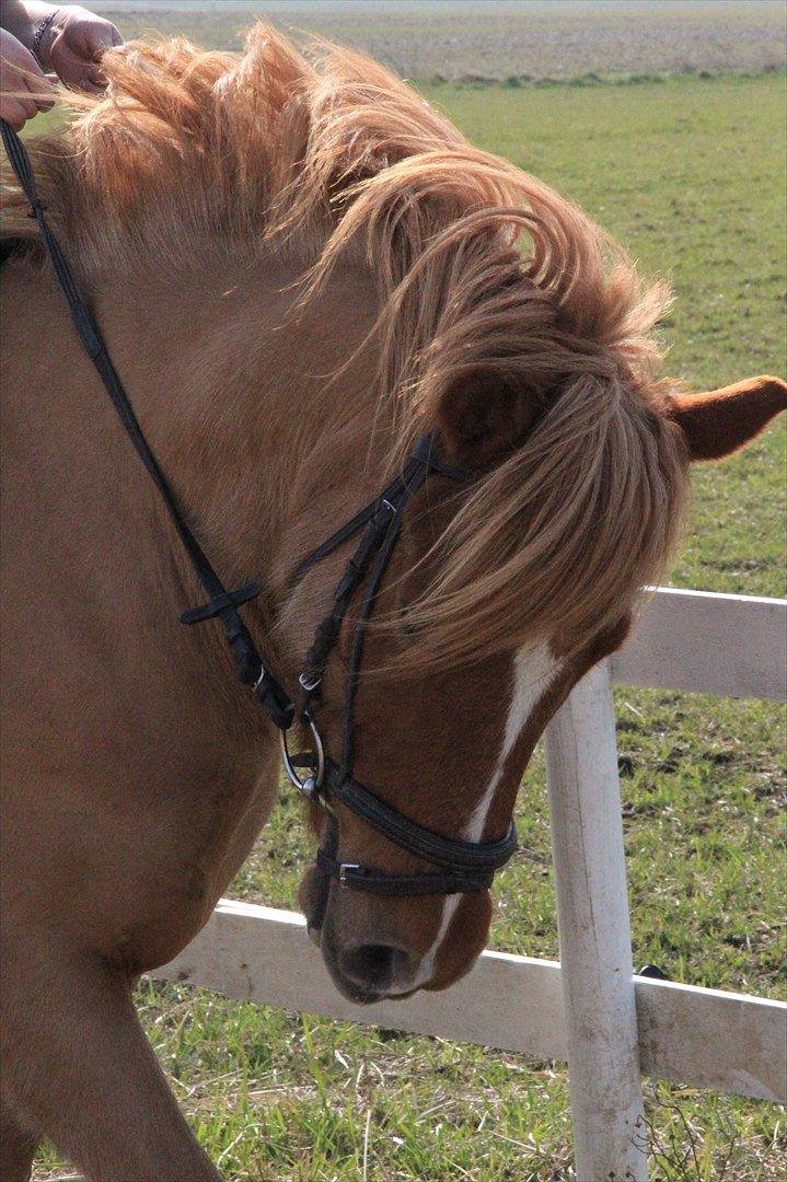 Anden særlig race Højvangen´s Lukas<3 billede 16