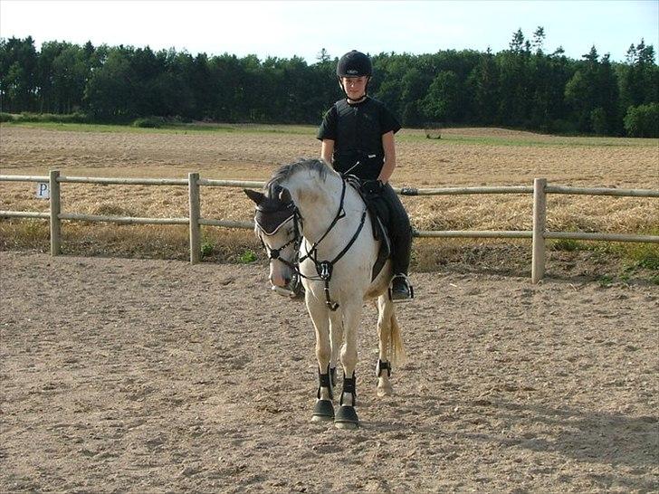 Welsh Pony (sec B) Jason - 2012 - Springtræning hjemme  billede 12