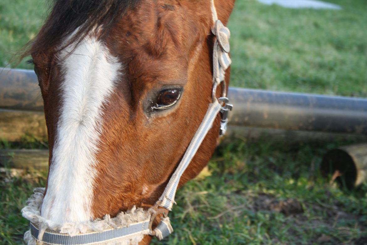 Anden særlig race Lutricia aka Tricia <3 billede 2