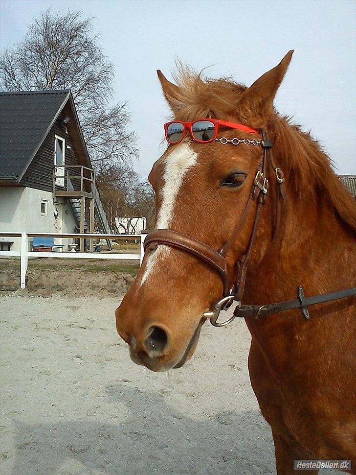 Anden særlig race Hur's Blundy *my soulmate* R.I.P - Blundy med seje solbriller:-) *foto Emma* billede 20