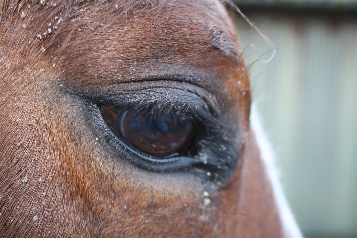 Anden særlig race Lutricia aka Tricia <3 billede 8