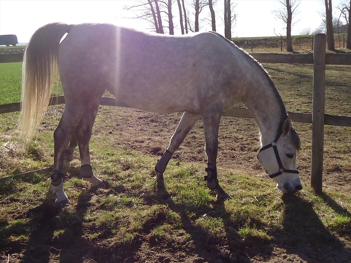 Arabisk fuldblod (OX) Miss Khenya <3 *Solgt* billede 2