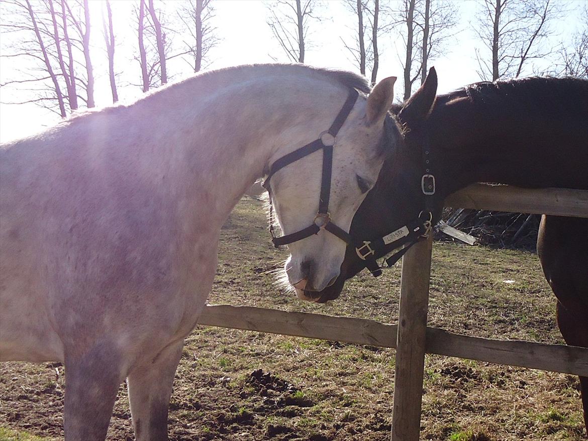 Arabisk fuldblod (OX) Miss Khenya <3 *Solgt* - Smukke Khenya og Leista billede 3