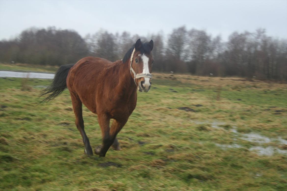 Anden særlig race Lutricia aka Tricia <3 billede 12