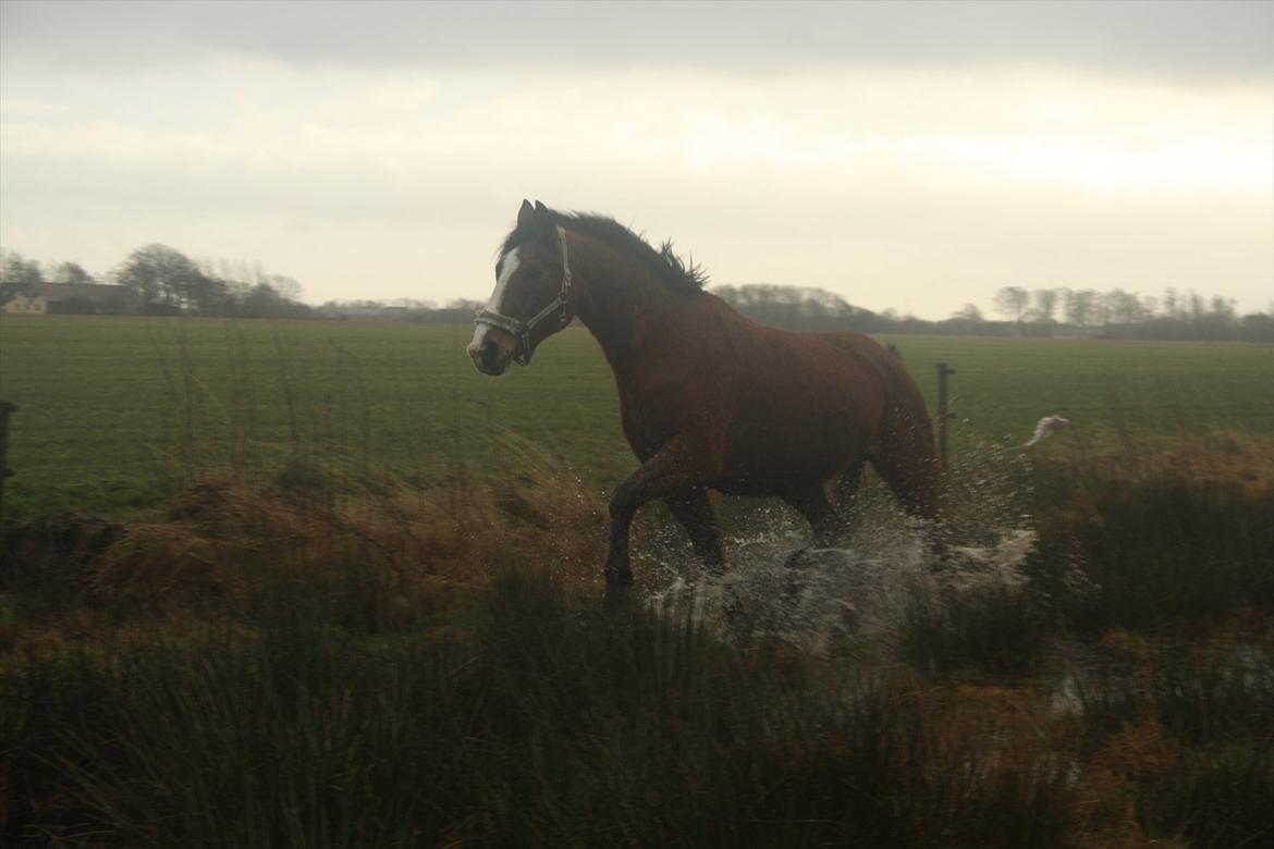 Anden særlig race Lutricia aka Tricia <3 billede 15