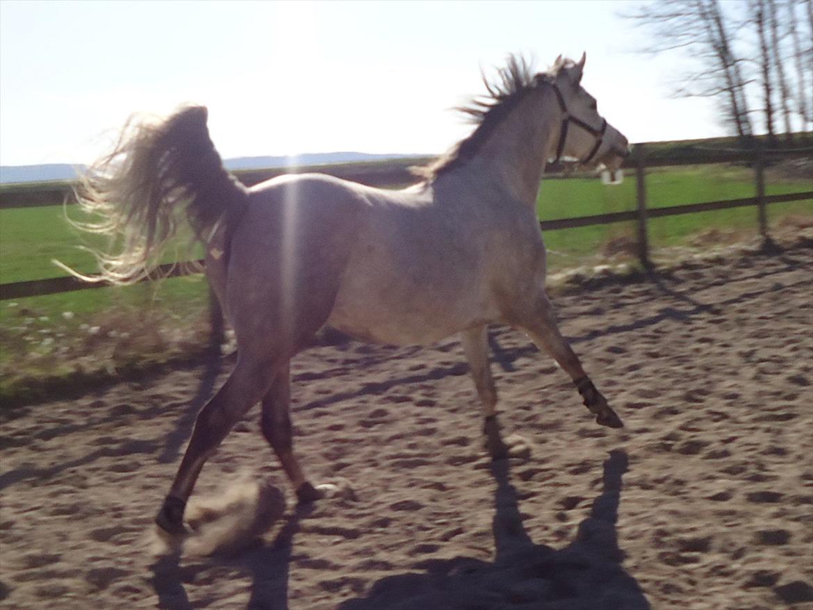 Arabisk fuldblod (OX) Miss Khenya <3 *Solgt* billede 4