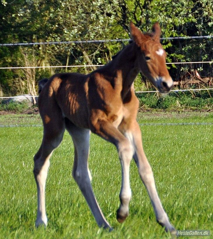 Frederiksborg Nytoftgaards Anastacia (Baby) - Baby musen som føl billede 4