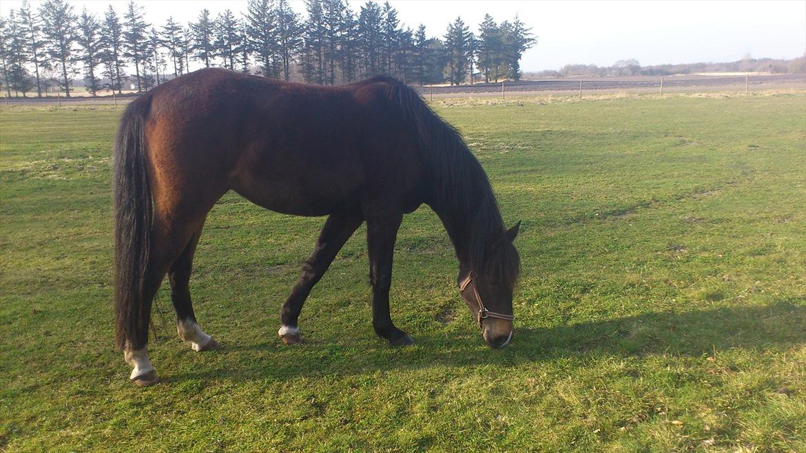 DSP Gødsbølgårds Pablo *himmelpony* <3 billede 4