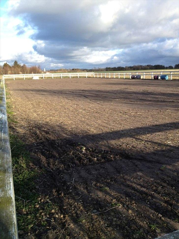 Dansk Varmblod Cocolou Comick - Så er ridebanen harvet og trumlet ;) billede 6