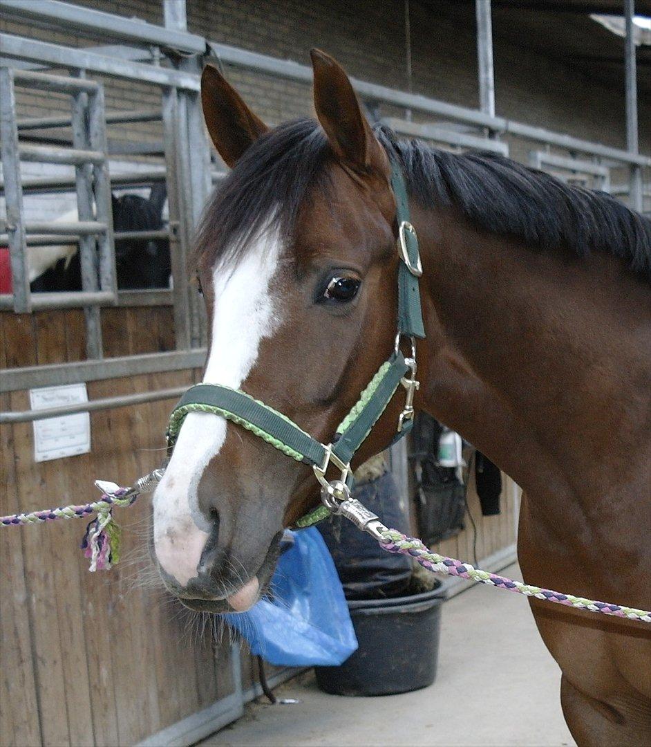 DSP Donnivi - Søde Donni <3  billede 8