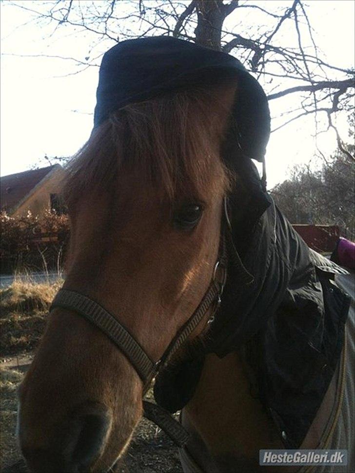 Anden særlig race Lucas <3 - Lucas med Jakke <3 billede 5