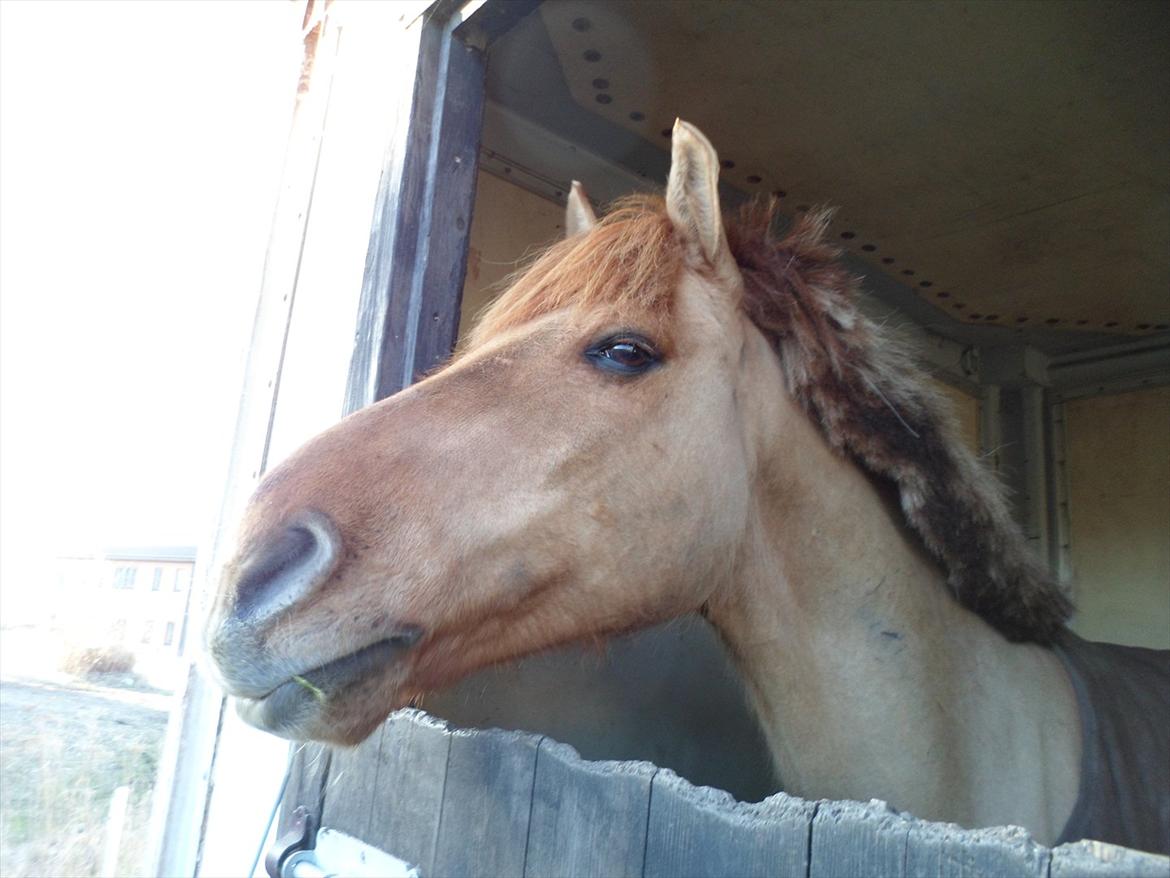 Anden særlig race Lucas <3 - Kigger ud af sin boks <3 billede 8