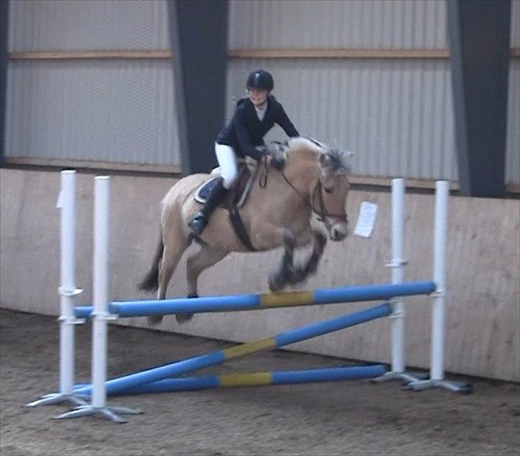 Fjordhest Emir Stanstorp (SOLGT) - Første LB**!!!:) billede 8