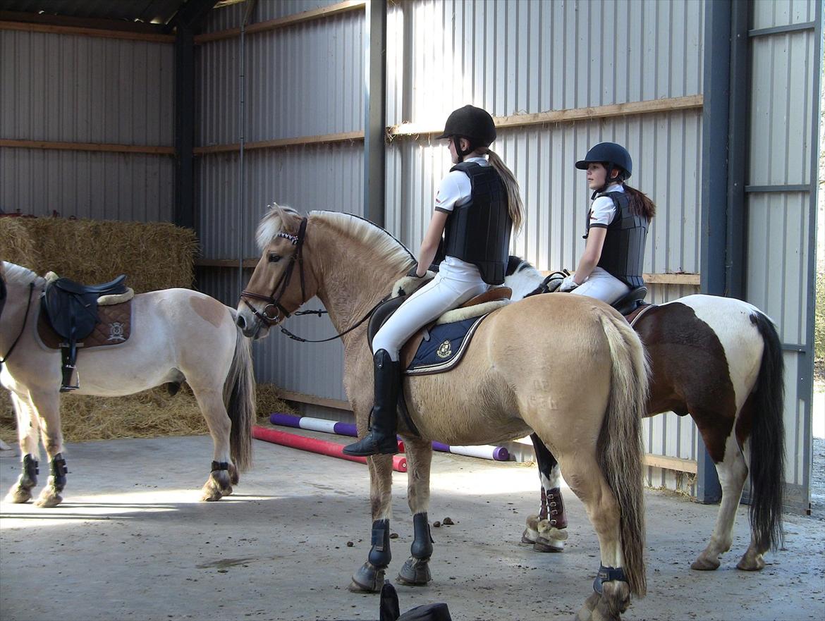 Fjordhest Emir Stanstorp (SOLGT) - Inden vores første LB** oppe på SE!!:) billede 14