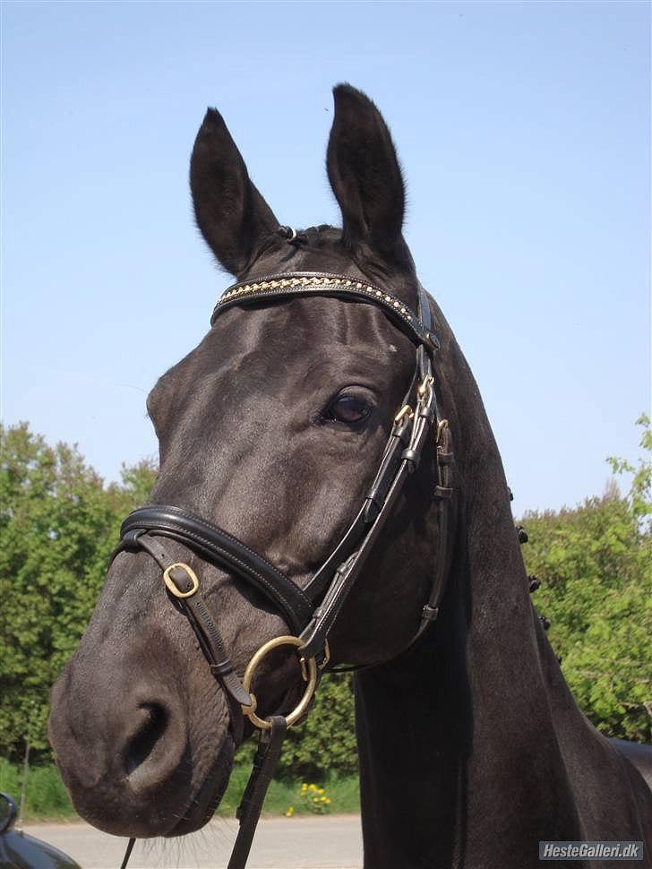 Dansk Varmblod Zippo billede 1