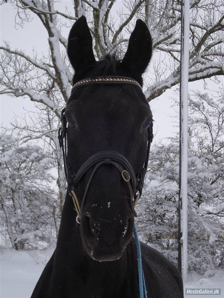 Dansk Varmblod Zippo billede 2