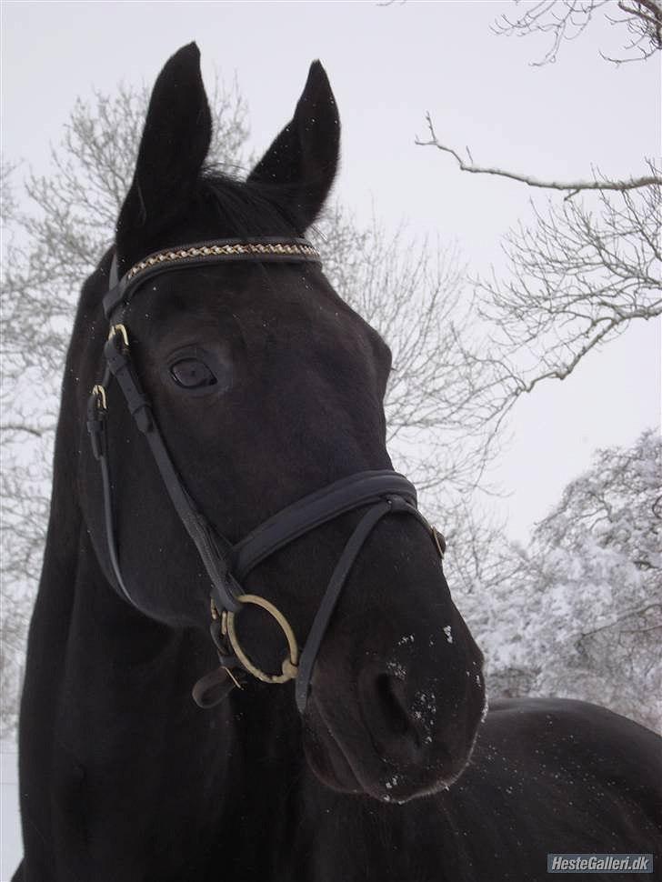 Dansk Varmblod Zippo billede 3