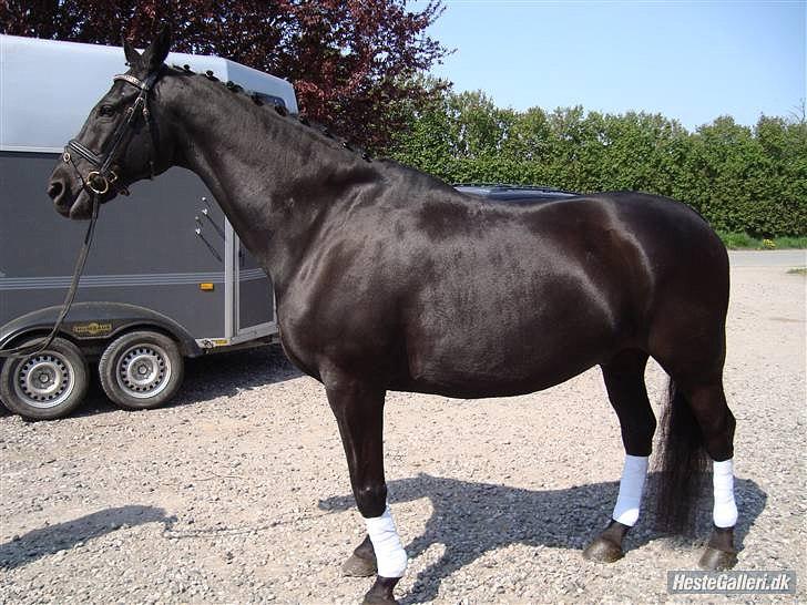 Dansk Varmblod Zippo billede 4