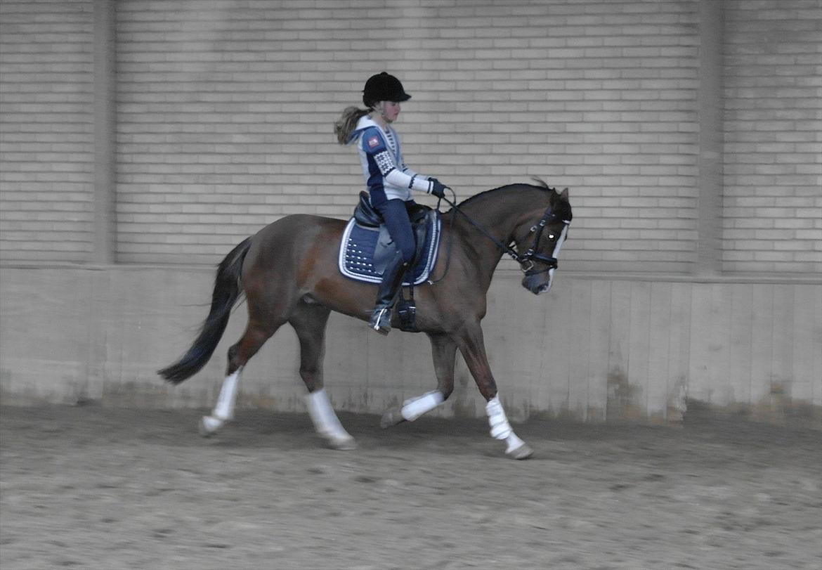 DSP Donnivi billede 18