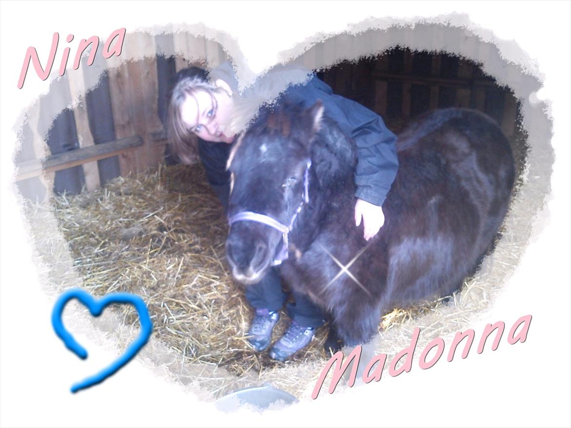 Shetlænder Madonna billede 9