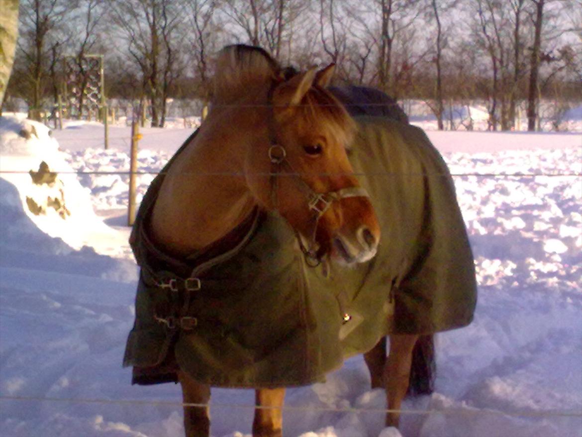 Anden særlig race Safira aka Pony - SNEVEJR:D billede 4