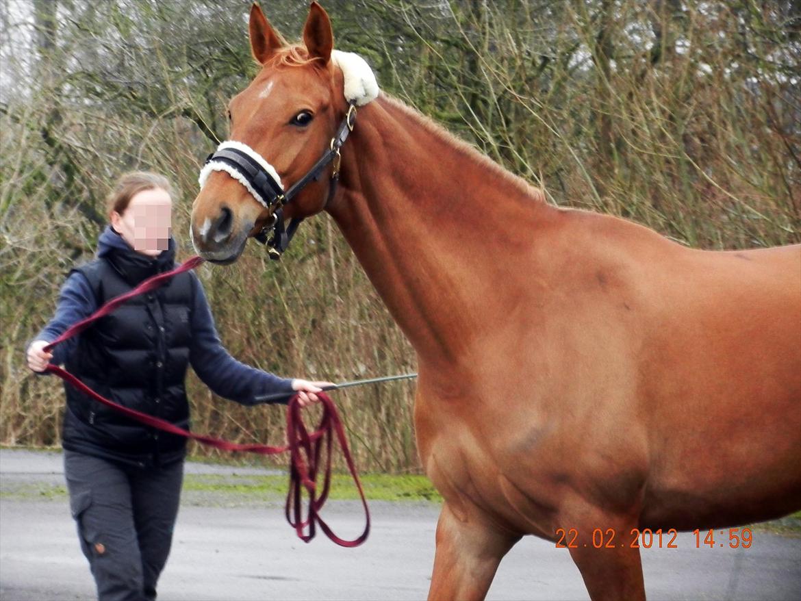 Anden særlig race | TALOU | MY SOULMATE billede 13