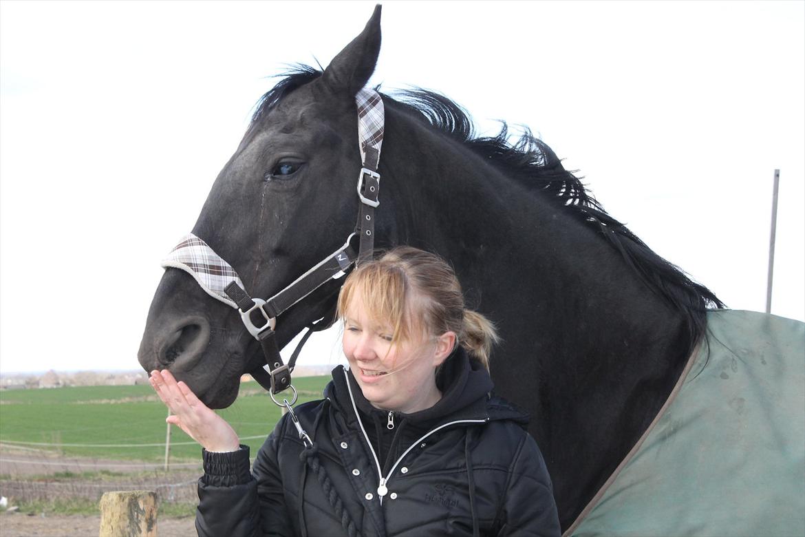 Dansk Varmblod Zippo billede 5