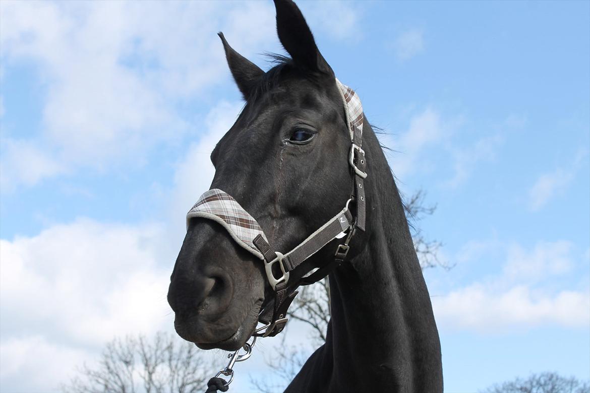 Dansk Varmblod Zippo billede 6