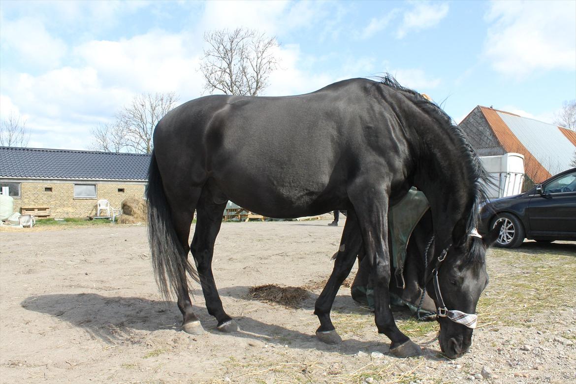 Dansk Varmblod Zippo billede 7